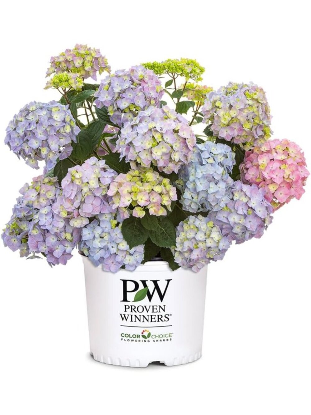 Let's Dance Skyview Hydrangea Shrub - 2 Gal, Vibrant Blooms, Easy Care Plant